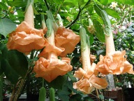 Brugmansia datura Angels Flight