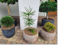Sciadopitys verticillata 'Big Green'- !!!!