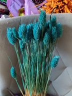 Trawy Mozga Kanar naturalna susz suszona trawa bukiet morska niebieska