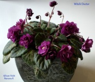 Fiołek afrykański @cięty liść @ Witch Doctor @ standard