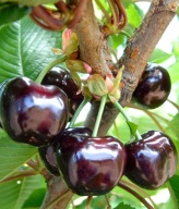 Czereśnia BURLAT – wczesna, soczyste i smaczne owoce