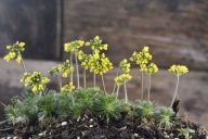 Głodek - Draba sphaeroides