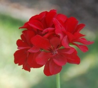 Pelargonia ZWISAJĄCA peltatum Grandeur Ivy Deep Red