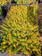 Rozchodnik oscisty Angelina