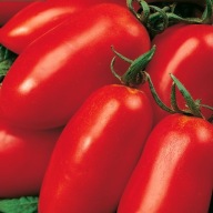 Sadzonka Pomidora odmiana S.Marzano 2