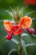 Wiesiołek dwubarwny - 500 nasion