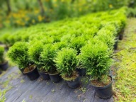 Wyprzedaż Tuja Thuja Danica 30-40 cm - Słopnice