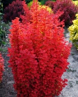 Berberys 'Vulcano' | MROZOODPORNY | JASKRAWO-CZERWONA KOLUMNA | ODPORNY