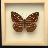 Motyl w gablotce Lexias Dirtea Montana