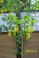 Złotokap pienny karłowy szczepiony 150 cm inny