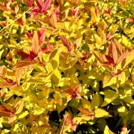 Tawuła japońska 'Magic Carpet' Dwuletnia sadzonka (Spiraea japonica)