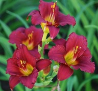 kwiaty w intensywnym kolorze LILIOWIEC RUBY STELLA czerwona stella KŁĄCZE