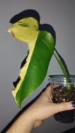 Monstera YELLOW SPLASH Aurea Marmorata Variegata ukorzeniona