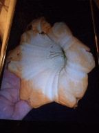 BRUGMANSIA,DATURA -żółto-pomarańczowa+3 nasiona lili lotosu