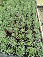 Maggi włoska kocanka curry