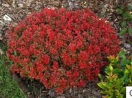 berberys ,,SPACEK" jak ADMIRATION Z ŻÓŁTĄ RAMKĄ