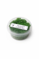 Mech chrobotek 50 ml. Do formiarkium dla mrówek. Dekoracja