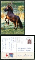K24715)Karta Zwierzecia: Kon Haflinger, wyslany