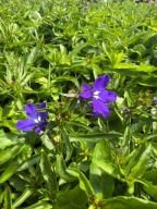 Lobelia wisząca NIEBIESKA ładna duża sadzonka