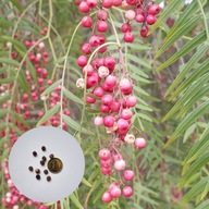 Schinus molle – pieprzowiec peruwiański | 10 NASION +instrukcja