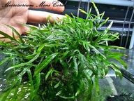 Microsorium sp. Mini Coral -rarytas - od fibell