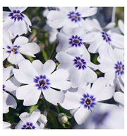 Floks szydlasty BAVARIA