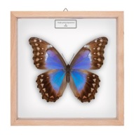 Motyl w gablotce Morpho godartii tingomarinesis -samica