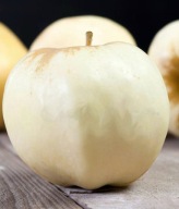 Jabłoń ANTONÓWKA PÓŁTORAFUNTOWA – bardzo duże owoce, mrozoodporna odmiana