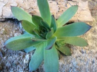 Rojnik murowy 30 Sztuk plus gratis