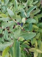 Jagoda Kamczacka 4-letnia Wojtek 1szt DUŻA