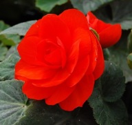 Begonia bulwiasta CZERWONA TUBBY RED sadzonka w doniczce