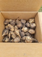 Topinambur świeży polski sadzonki 1kg