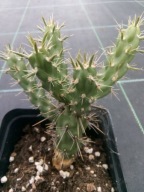 Zimująca Cylindropuntia imbricata WURZBURG