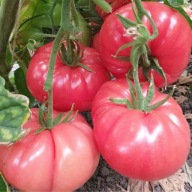 Sadzonka Pomidora odmiana Malinowy Warszawski