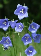 Dzwonek Brzoskwiniolistny Sadzonka P9