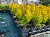 TUJA JANED GOLD - THUJA ZŁOTY SZMARAGD - 8 SZTUK!