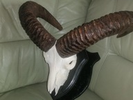 Rogi muflona duże ,piękne.