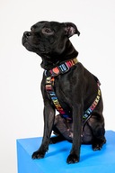 Szelki guard dla psa, rozmiar L, WOŚP