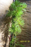 Sosna maceda świerk cyprys cis jałowiec jodła inna