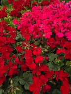 Pelargonia Caliope Landscape Fire