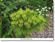 Pinus densiflora 'Meylan Compact'- !!!