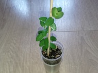 Hoya Hoja CUMMINGIANA ukorzeniona