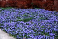 Barwinek ogrodowy 20 cm odporny na susze sadzonki 100 sztuk wieloletni