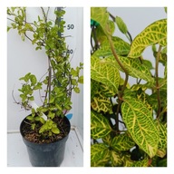 Wiciokrzew japoński Aureoreticulata - zimozielony Duża Sadzonka XL C2