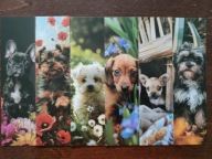 Zakładka do książki Psy Słodkie małe Pieski Urocze Psiaki Sweet Dogs 6 szt