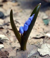CEBULICA SYBERYJSKA SCILLA SYBERICA sadzonka pojemniku 10 cm wieloletnia