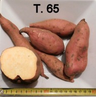 BATAT, SŁODKIE ZIEMNIAKI . WILEC ZIEMNIACZANY, BATATY -T 65. 2 KG