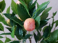 Duże sztuczne drzewko owocowe morela 60 cm