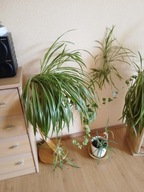 Kwiatek doniczkowy , ozdobny !!