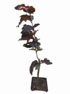 Buk pospolity DAWYCK PURPLE kolumnowy 50-60 cm